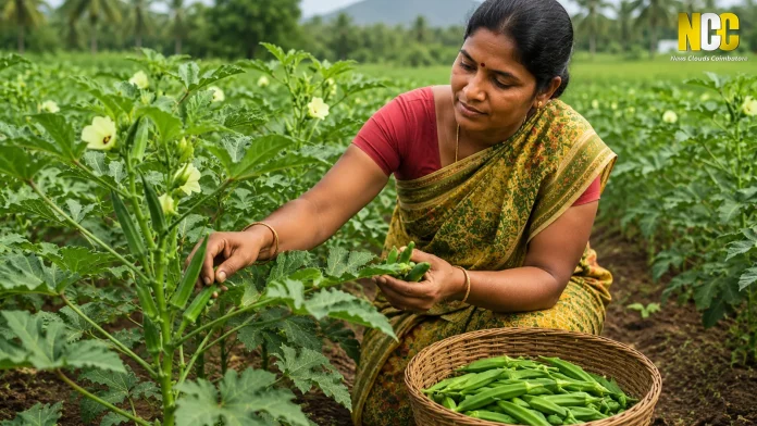 TNAU Okra Price Forecast