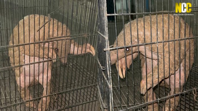 Pangolin rescued in Coimbatore