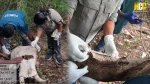 Elephant remains and tusks recovered in Anamalai Tiger Reserve forest area