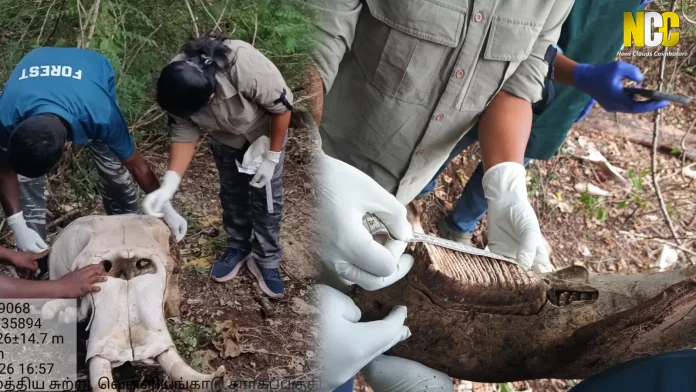 Elephant remains and tusks recovered in Anamalai Tiger Reserve forest area