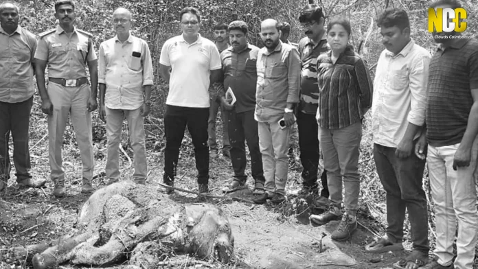 Elephant calf dies