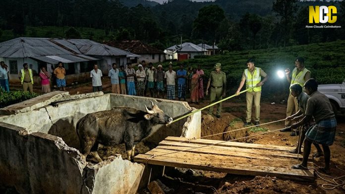 Bison rescued from septic tank