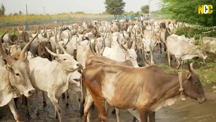 Gandhipuram cattle slaughterhouse