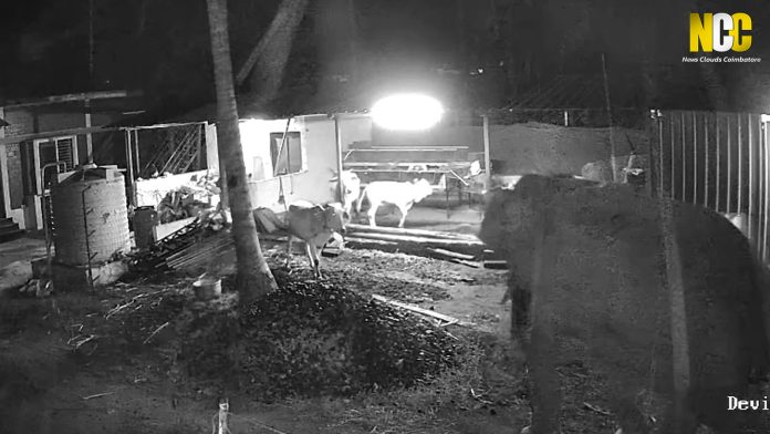 Wild elephant attempts to attack cow in Thadagam