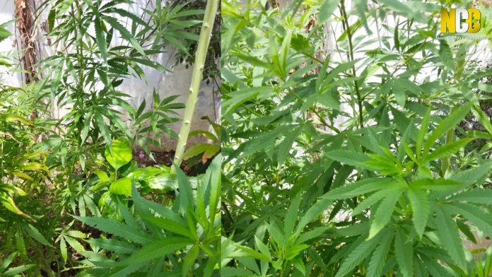 police seize five ganja plants in Thudiyalur