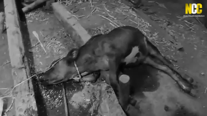 7-month-old calf killed in Sulur